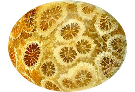 Coral Buyers Guide 3 - fossilized - oval shape - indonesia Coral Buyer’s Guide – Properties, Treatments & Value Coral Buyers Guide 3 - fossilized - oval shape - indonesia