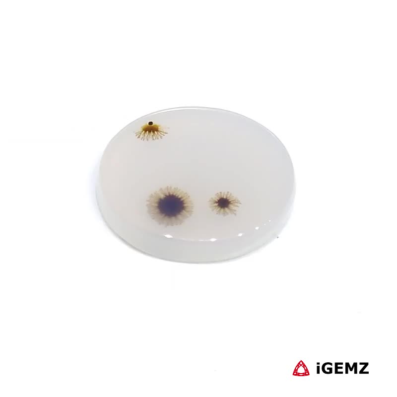 iGemz24465.1 4.7 ct Brown Dendritic Agate - iGemz24465 gemstone for sale at igemz.co.za