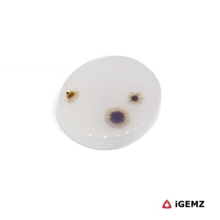 4.7 ct Brown Dendritic Agate - iGemz24465 gemstone for sale at igemz.co.za