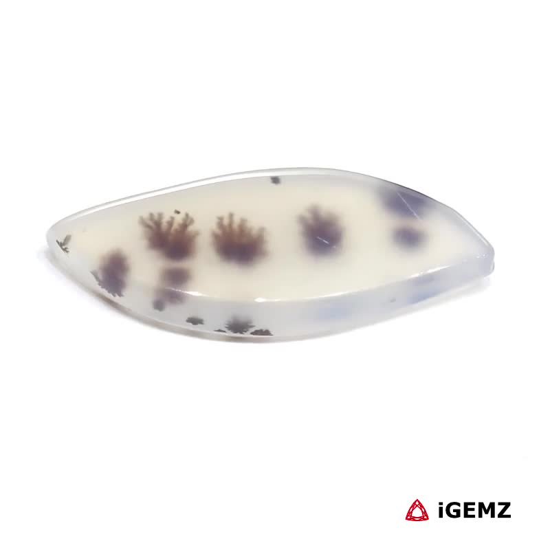 iGemz24544.1 15.2 ct Brown Dendritic Agate - iGemz24544 gemstone for sale at igemz.co.za