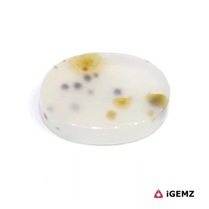 5.91 ct Brown Dendritic Agate - iGemz24580 gemstone for sale at igemz.co.za